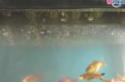 Goldfish Tank + Deep Fryer = Only In Japan